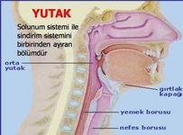 Yutak Görevi Yutak Başlıca Görevleri